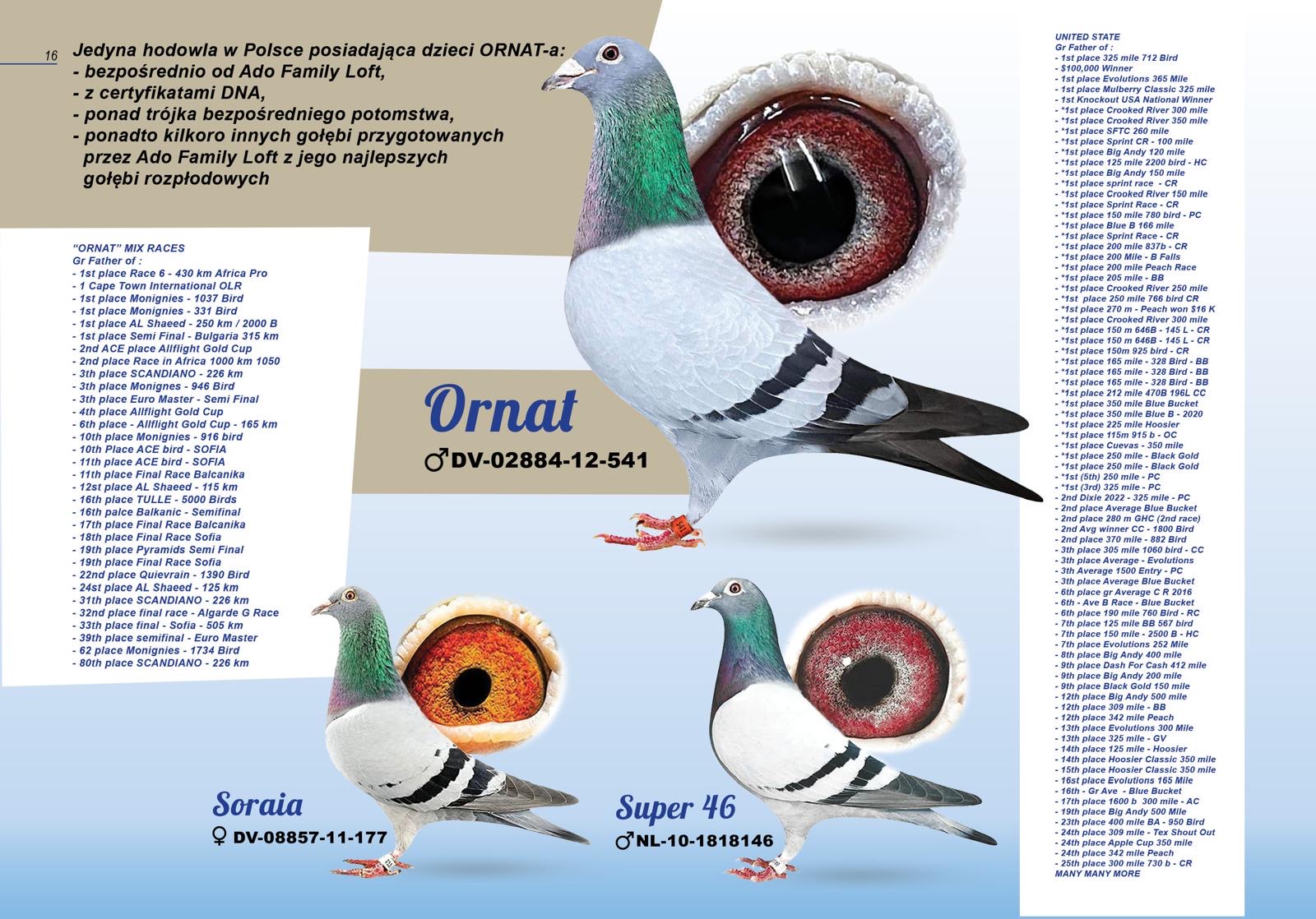Ornat, Soraia i Super 46 — plansza 15 z 23